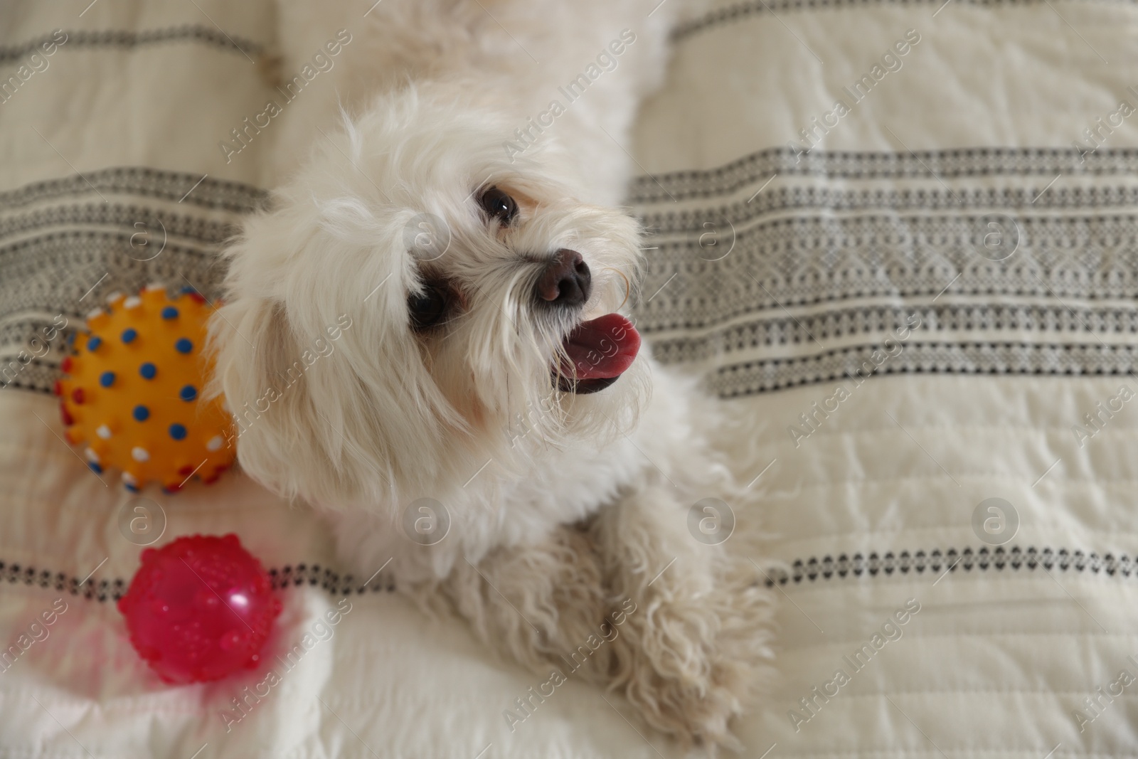 Photo of Cute white Maltese dog with toys on bed at home, above view. Space for text