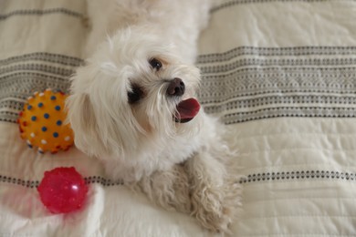 Photo of Cute white Maltese dog with toys on bed at home, above view. Space for text