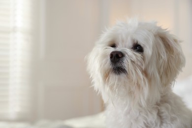 Photo of Cute white Maltese dog at home, space for text