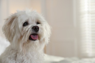 Photo of Cute white Maltese dog at home, space for text
