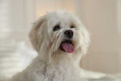 Photo of Cute white Maltese dog at home. Adorable pet