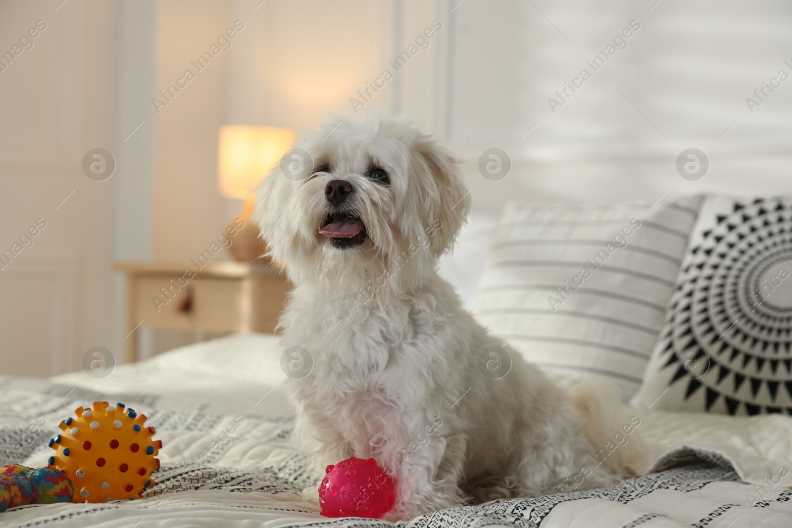 Cute white Maltese dog with toys on bed at home Photo of Cute white Maltese dog with toys on bed at home