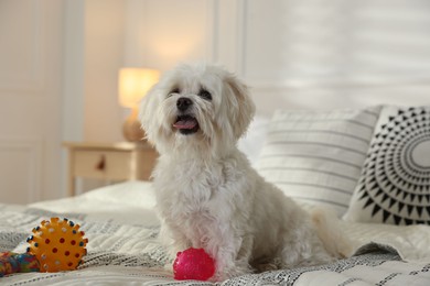 Photo of Cute white Maltese dog with toys on bed at home