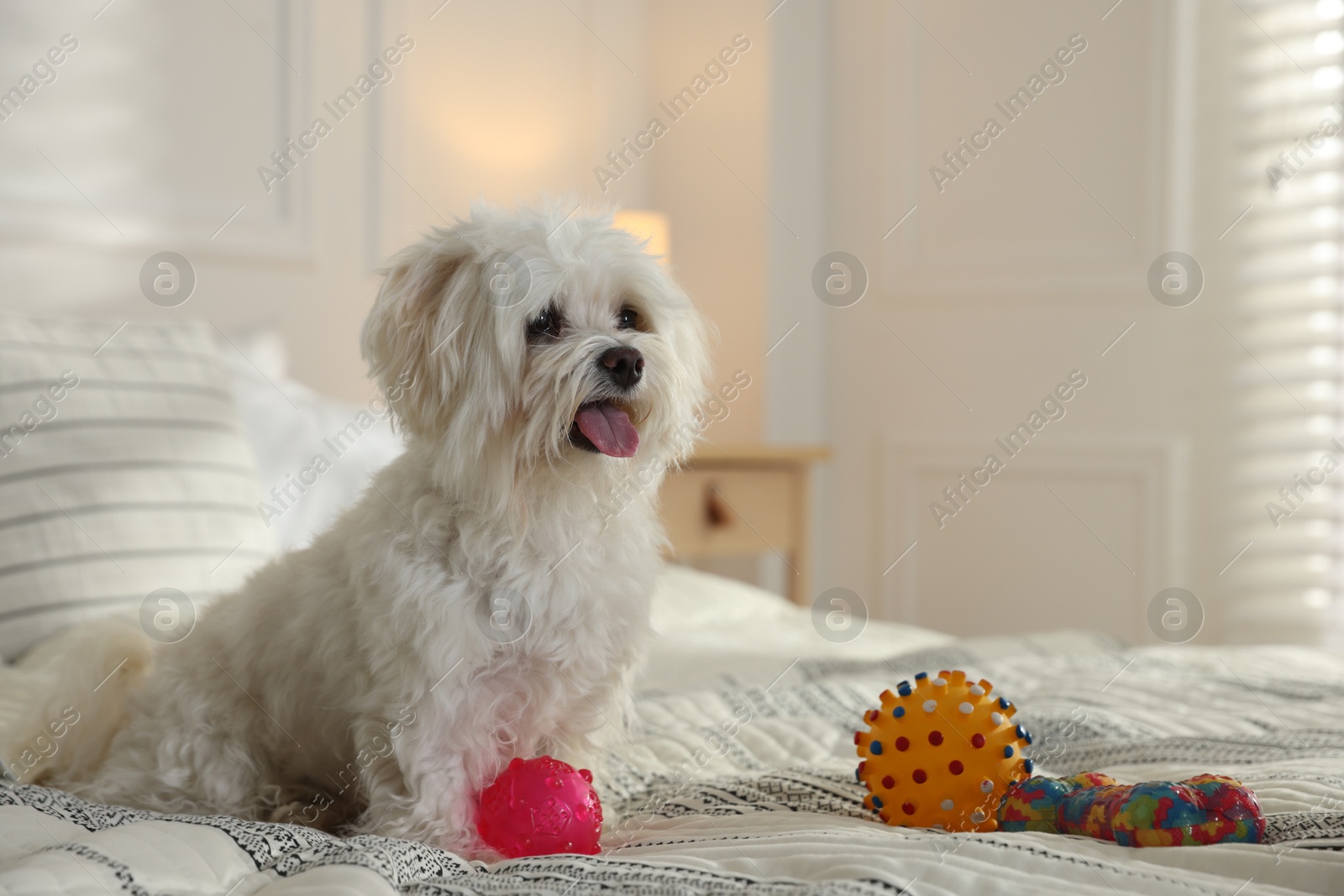 Cute white Maltese dog with toys on bed at home, space for text Photo of Cute white Maltese dog with toys on bed at home, space for text