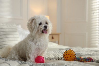 Photo of Cute white Maltese dog with toys on bed at home, space for text