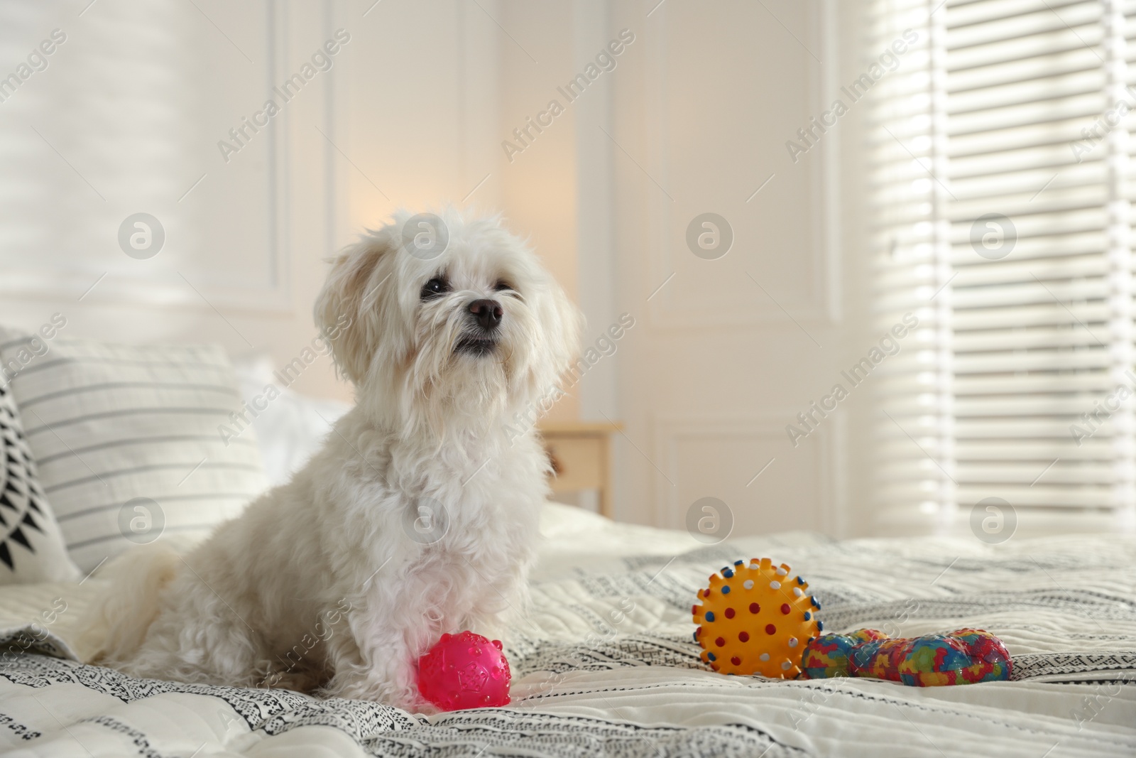 Cute white Maltese dog with toys on bed at home, space for text Photo of Cute white Maltese dog with toys on bed at home, space for text