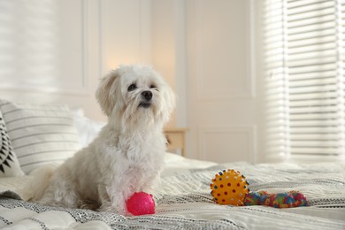 Photo of Cute white Maltese dog with toys on bed at home, space for text