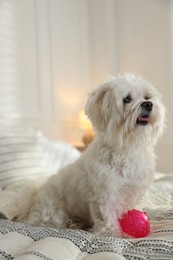 Photo of Cute white Maltese dog with toy on bed at home