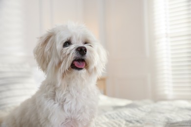 Photo of Cute white Maltese dog on bed at home, space for text