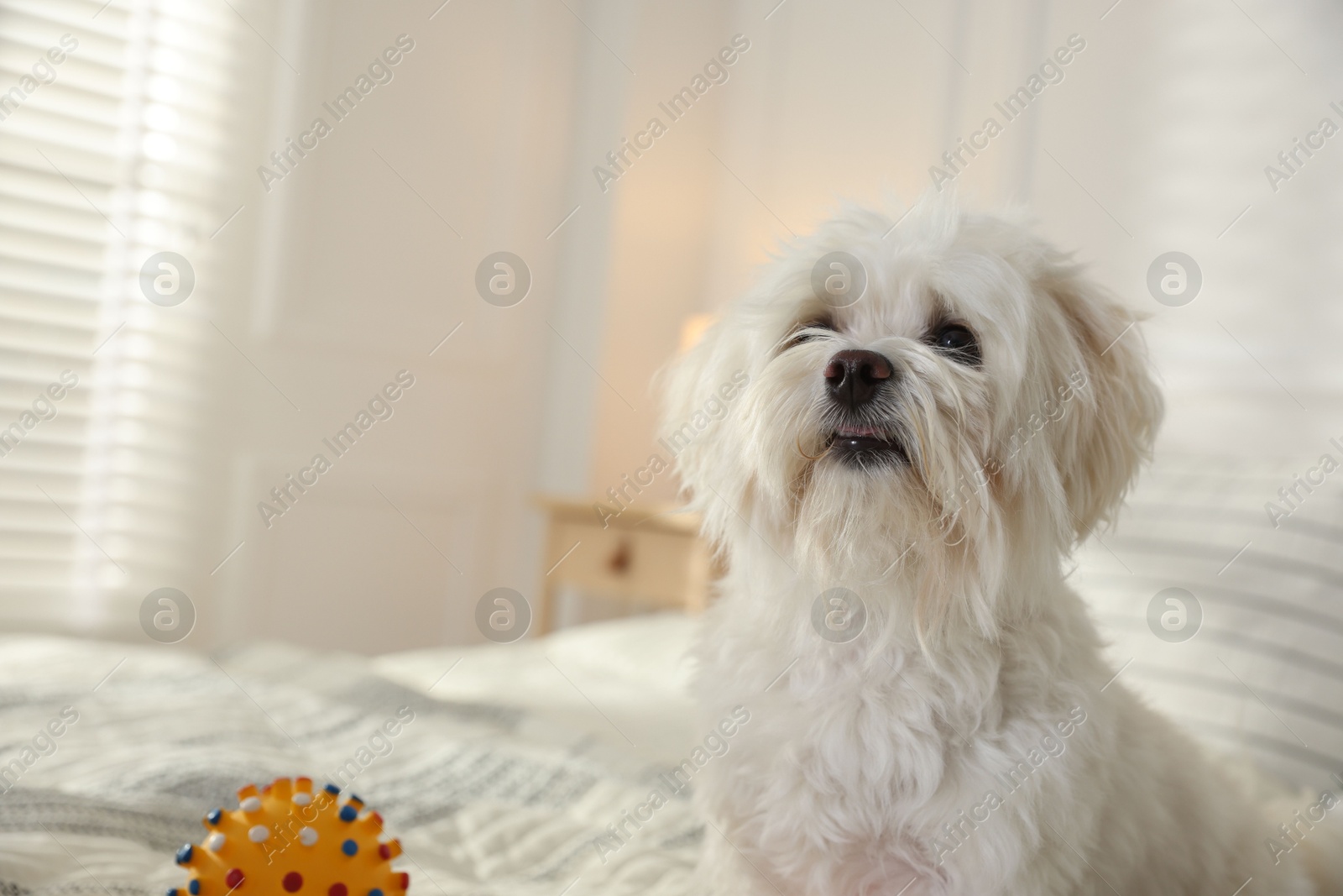 Cute white Maltese dog with toy on bed at home, space for text Photo of Cute white Maltese dog with toy on bed at home, space for text