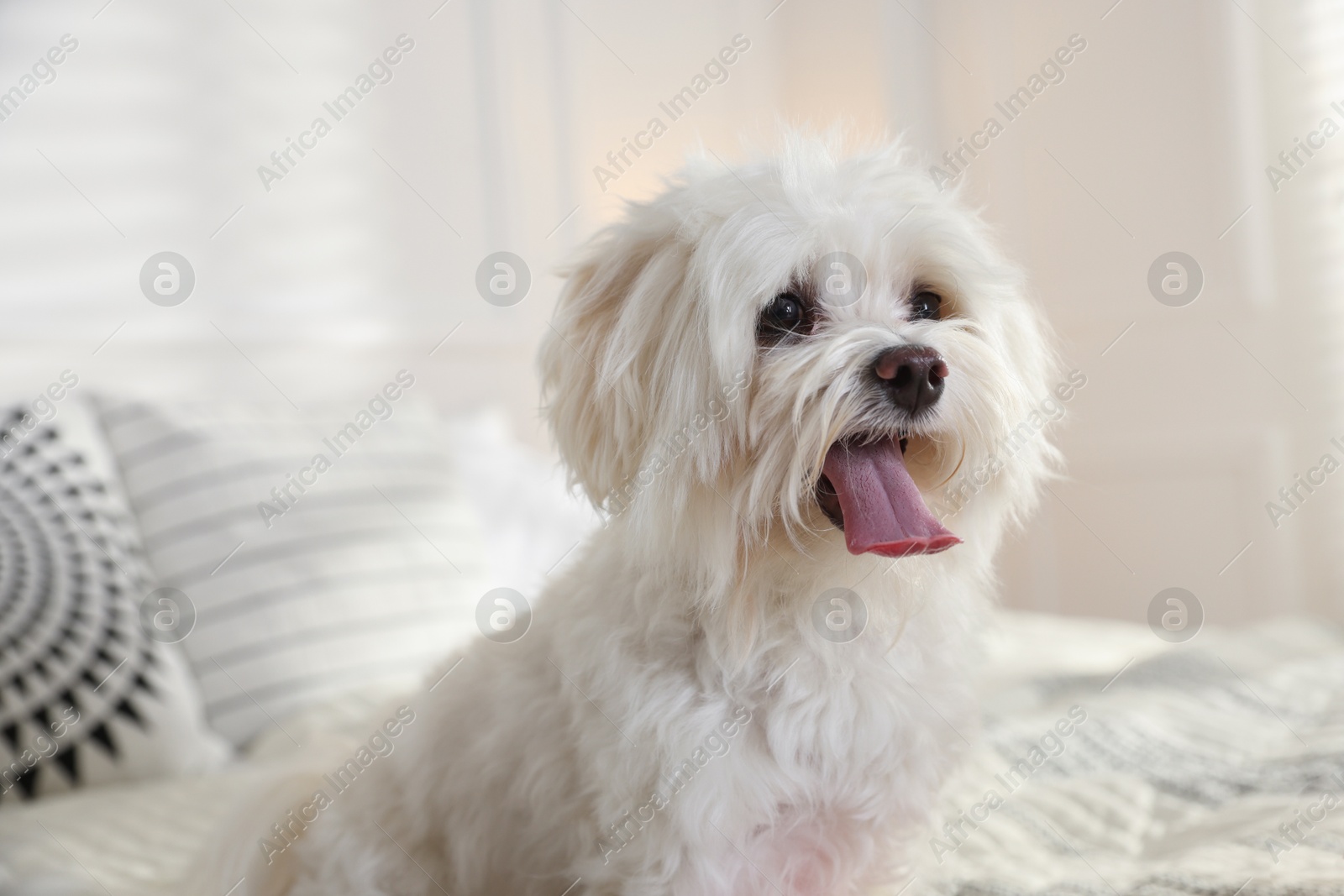 Cute white Maltese dog on bed at home Photo of Cute white Maltese dog on bed at home