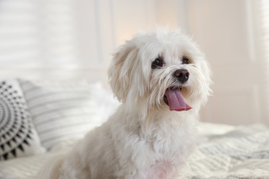 Photo of Cute white Maltese dog on bed at home
