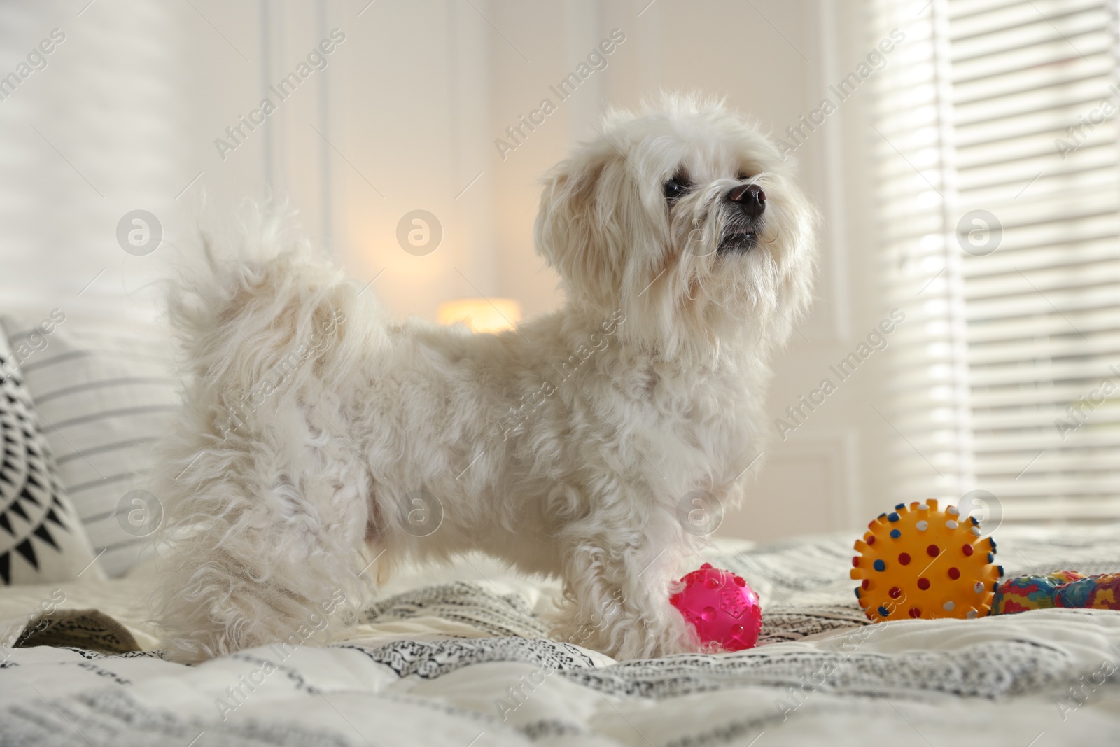 Photo of Cute white Maltese dog with toys on bed at home