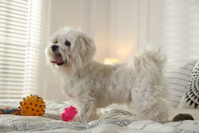 Photo of Cute white Maltese dog with toys on bed at home