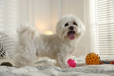 Photo of Cute white Maltese dog with toys on bed at home