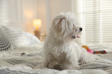 Photo of Cute white Maltese dog on bed at home