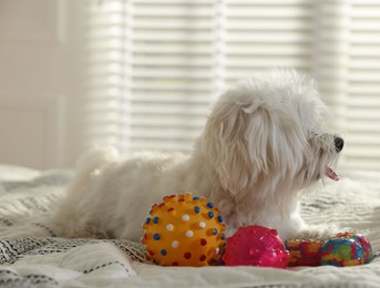 Photo of Cute white Maltese dog with toys on bed at home