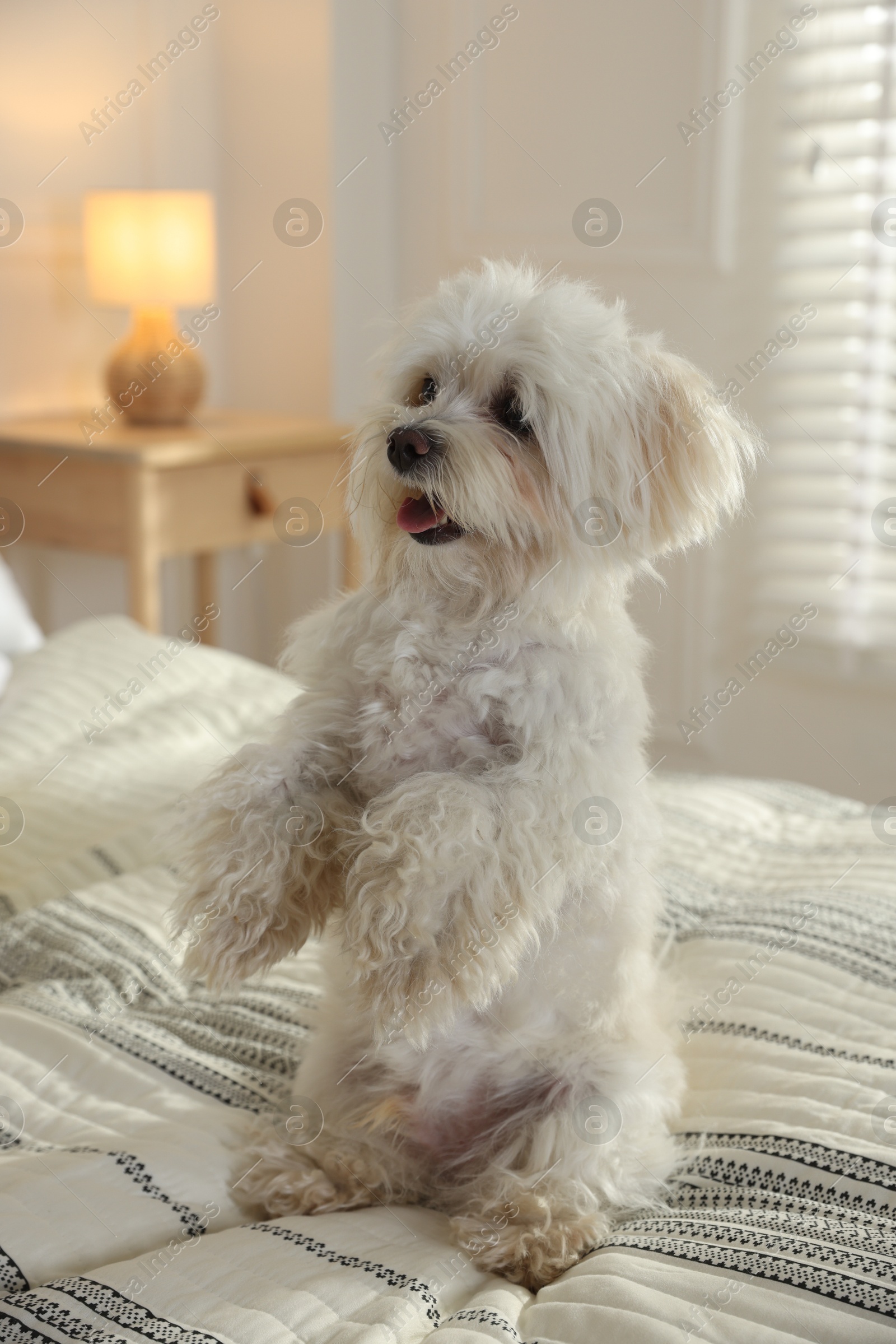 Cute white Maltese dog on bed at home Photo of Cute white Maltese dog on bed at home