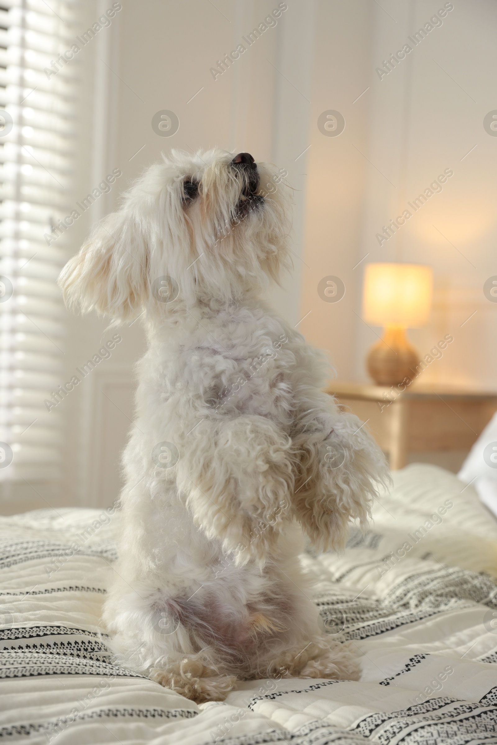 Cute white Maltese dog on bed at home Photo of Cute white Maltese dog on bed at home