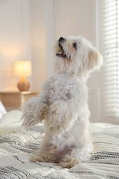Photo of Cute white Maltese dog on bed at home