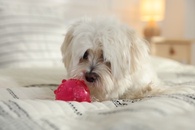 Photo of Cute white Maltese dog with toy on bed at home