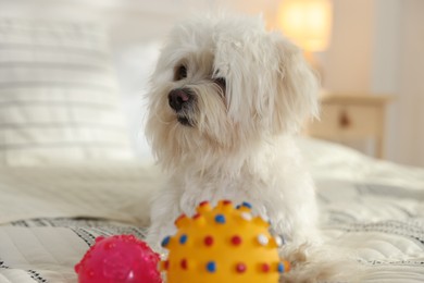 Photo of Cute white Maltese dog with toys on bed at home