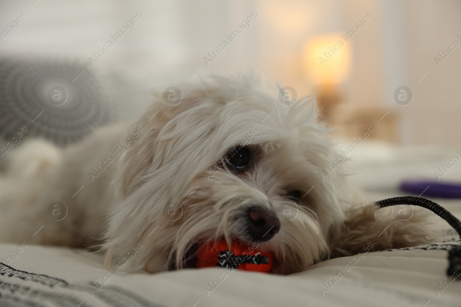 Cute white Maltese dog with toy on bed at home Photo of Cute white Maltese dog with toy on bed at home