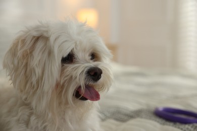 Photo of Cute white Maltese dog on bed at home, space for text