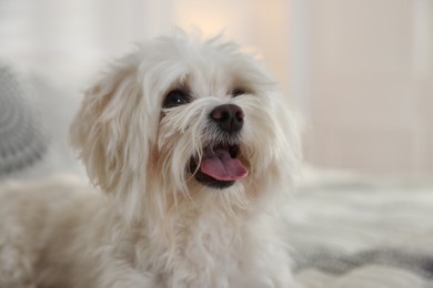 Photo of Cute white Maltese dog on bed at home, space for text