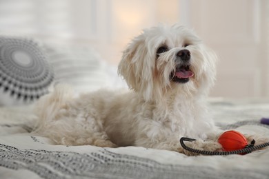 Photo of Cute white Maltese dog with toy on bed at home