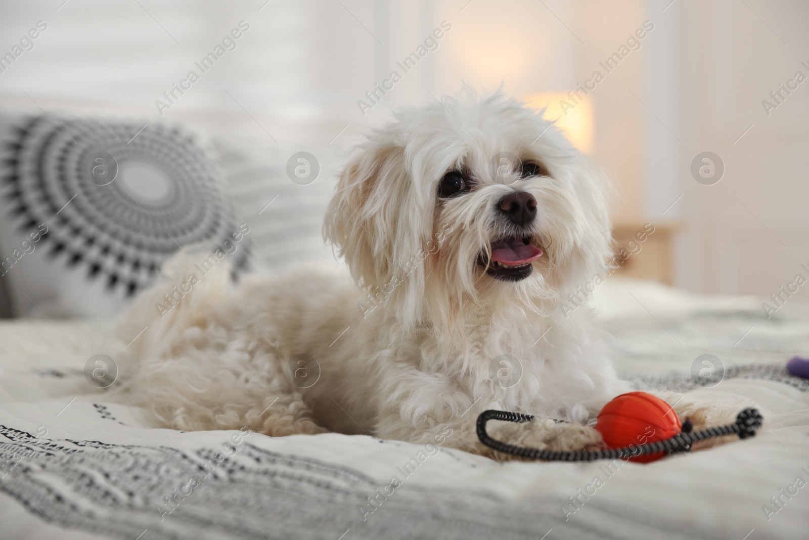 Photo of Cute white Maltese dog with toy on bed at home