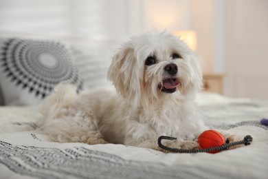 Photo of Cute white Maltese dog with toy on bed at home