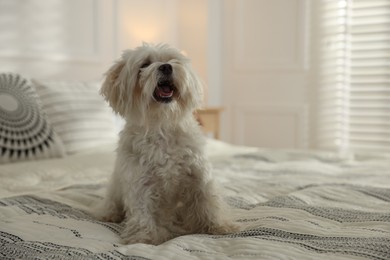 Photo of Cute white Maltese dog on bed at home, space for text