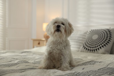 Photo of Cute white Maltese dog on bed at home