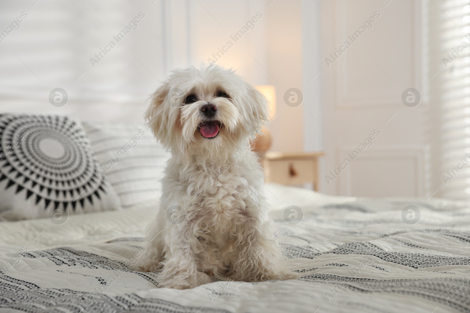 Cute white Maltese dog on bed at home, space for text Photo of Cute white Maltese dog on bed at home, space for text