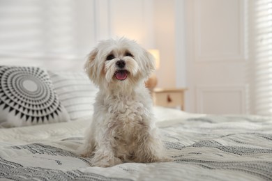 Photo of Cute white Maltese dog on bed at home, space for text