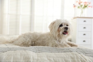 Photo of Cute white Maltese dog on bed at home