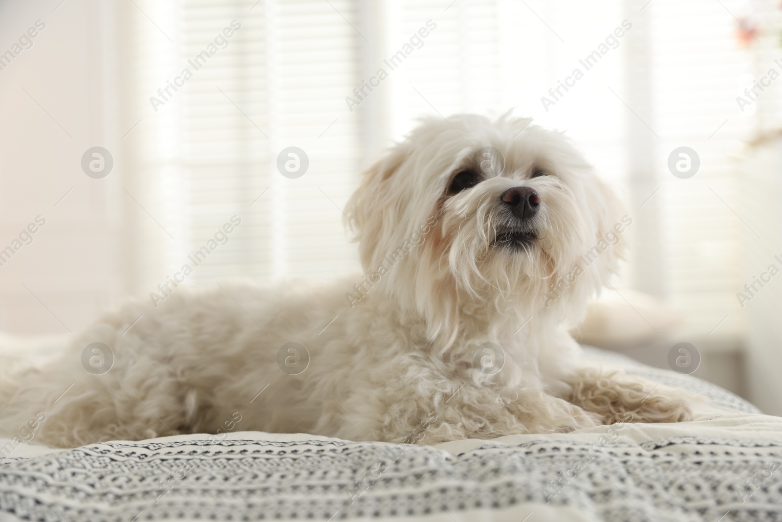 Photo of Cute white Maltese dog on bed at home