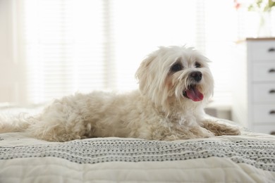 Photo of Cute white Maltese dog on bed at home