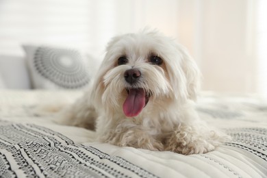 Photo of Cute white Maltese dog on bed at home