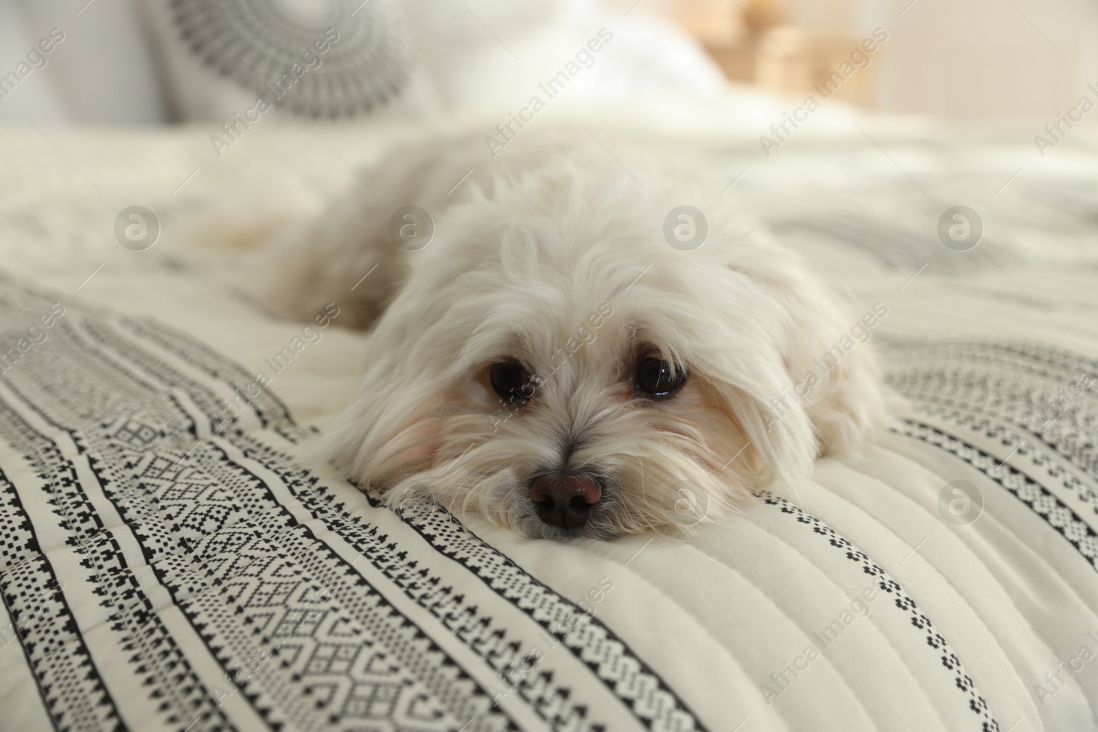 Cute white Maltese dog on bed at home Photo of Cute white Maltese dog on bed at home