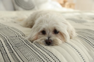 Photo of Cute white Maltese dog on bed at home