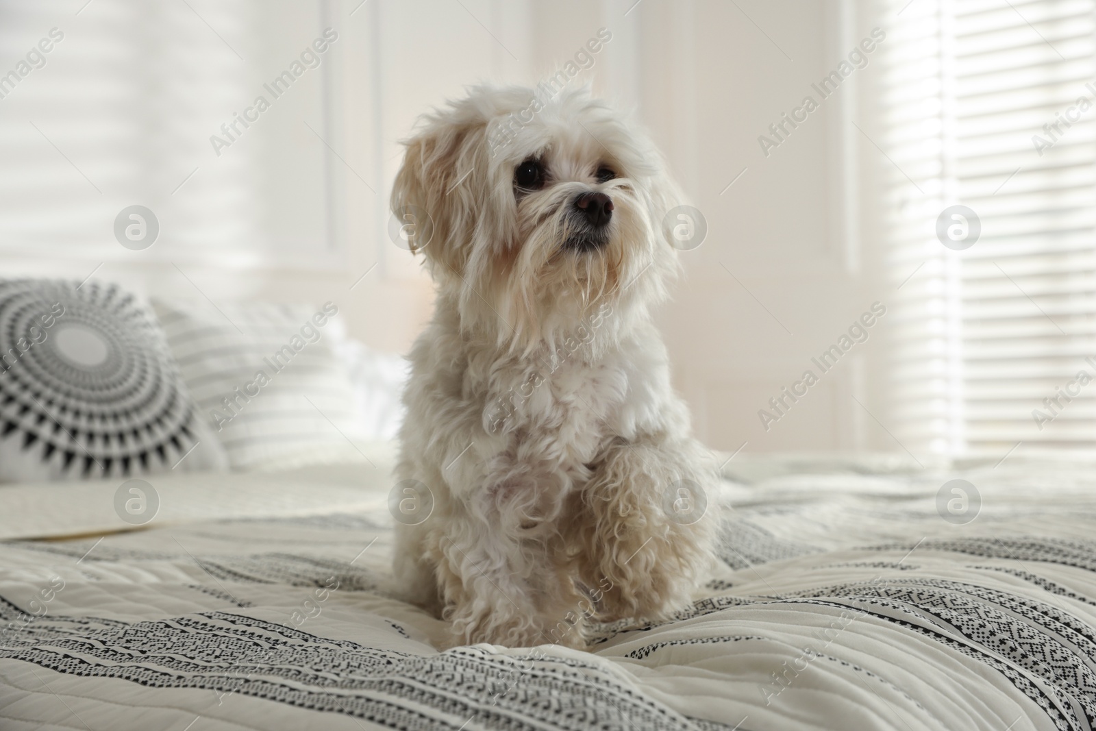 Cute white Maltese dog on bed at home Photo of Cute white Maltese dog on bed at home