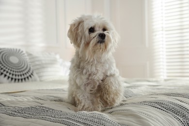 Photo of Cute white Maltese dog on bed at home