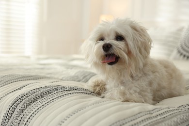 Photo of Cute white Maltese dog on bed at home, space for text