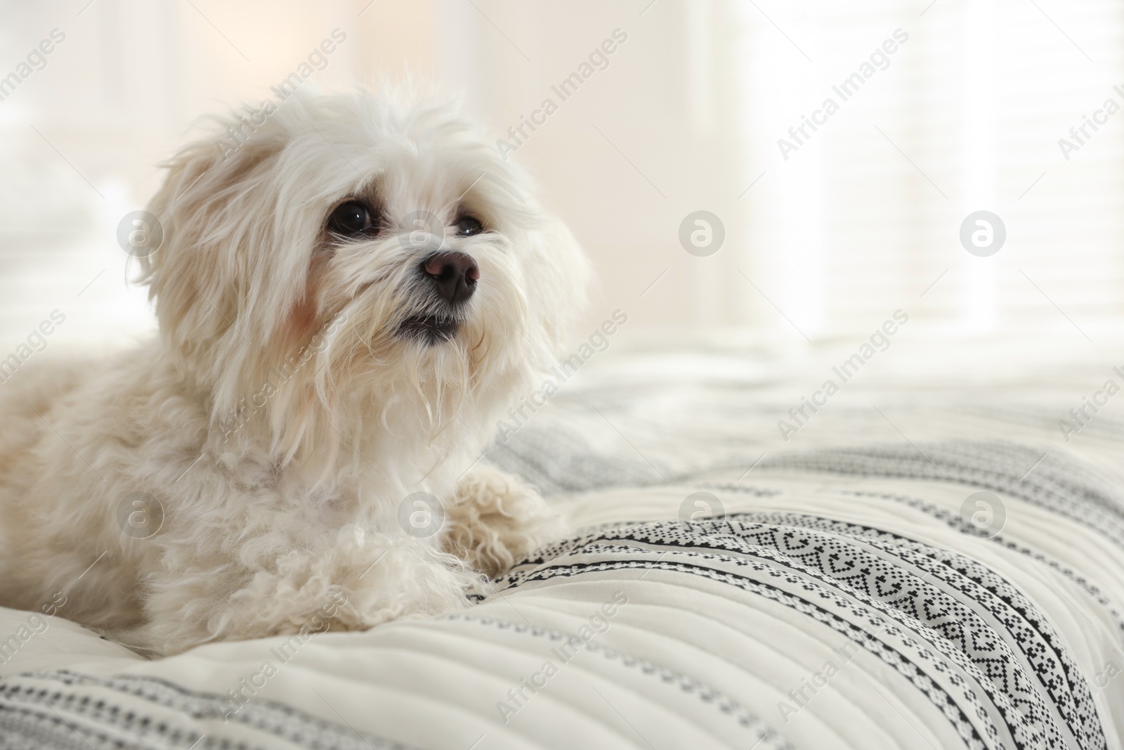 Cute white Maltese dog on bed at home, space for text Photo of Cute white Maltese dog on bed at home, space for text