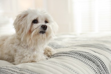 Photo of Cute white Maltese dog on bed at home, space for text