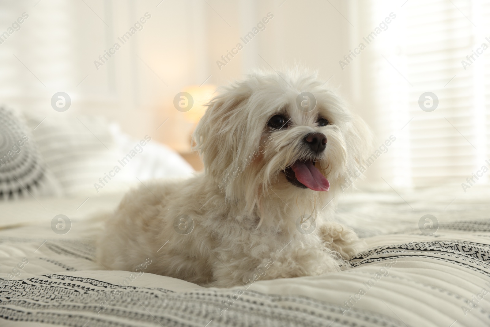 Cute white Maltese dog on bed at home Photo of Cute white Maltese dog on bed at home