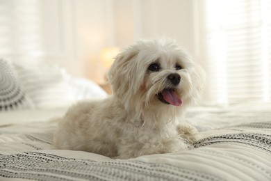 Photo of Cute white Maltese dog on bed at home