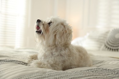 Photo of Cute white Maltese dog on bed at home